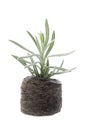 Spring baby plant. lavender Royalty Free Stock Photo