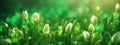 Spring background, abstract banner, green blurred bokeh lights Royalty Free Stock Photo