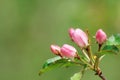 Spring background with Apple-blossom.