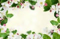 Spring background with apple flowers, buds and leaves Royalty Free Stock Photo