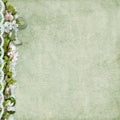 Spring background with apple flowers and lace
