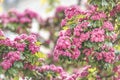 Spring background art with beautiful pink hawthorn blossom at the beautiful bokeh. Beautiful spring background Royalty Free Stock Photo