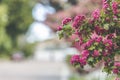 Spring background art with beautiful pink hawthorn blossom at the beautiful bokeh. Beautiful spring background. Copy space Royalty Free Stock Photo