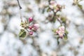 Spring background art with Pink Apple Tree Blossom. Beautiful Nature Scene with Blooming Tree and Sun Flare. Abstract Green Royalty Free Stock Photo