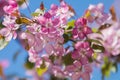 Spring background art with Pink Apple Tree Blossom Royalty Free Stock Photo