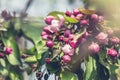 Spring background art with Pink Apple Tree Blossom. Beautiful Nature Scene with Blooming Tree and Sun Flare Royalty Free Stock Photo