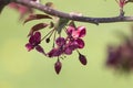 Spring background art with Pink Apple Tree Blossom. Beautiful Nature Scene with Blooming Tree and Sun Flare. Shallow depth of Royalty Free Stock Photo