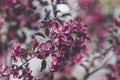 Spring background art with Pink Apple Tree Blossom. Beautiful Nature Scene with Blooming Tree and Sun Flare. Shallow depth of Royalty Free Stock Photo