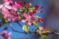 Spring background art with Pink Apple Tree Blossom Royalty Free Stock Photo