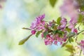 Spring background art with Pink Apple Tree Blossom Royalty Free Stock Photo