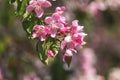 Spring background art with Pink Apple Tree Blossom Royalty Free Stock Photo