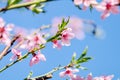 Spring background art with pink peach blossoms Royalty Free Stock Photo