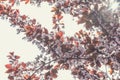 Spring background art with pink plum tree blossom Royalty Free Stock Photo