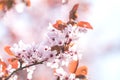 Spring background art with pink plum tree blossom Royalty Free Stock Photo