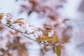 Spring background art with pink plum tree blossom Royalty Free Stock Photo