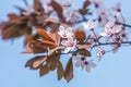 Spring background art with pink plum tree blossom Royalty Free Stock Photo
