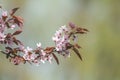 Spring background art with pink plum tree blossom Royalty Free Stock Photo