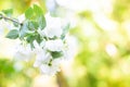 Spring background art with white apple blossom. Beautiful nature scene with blooming tree and sun flare. Sunny day. Spring flowers Royalty Free Stock Photo