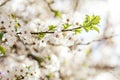 Spring background art with white cherry blossom. Beautiful nature scene with blooming tree. Sunny day. Spring flowers. Beautiful Royalty Free Stock Photo