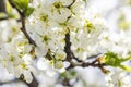 Spring background art with white plum blossom. Beautiful nature scene with blooming tree and sun flare Royalty Free Stock Photo