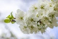 Spring background art with white plum blossom. Beautiful nature scene with blooming tree and sun flare Royalty Free Stock Photo