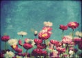 Grunge textured spring summer daisy background Royalty Free Stock Photo