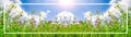 Spring background banner long - Panorama of blooming flowers on spring / summer meadow with sunshine and blue cloudy sky, with Royalty Free Stock Photo