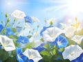 spring background with beautiful blooming white flowers, morning glory flower Royalty Free Stock Photo