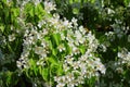 Spring background. Beautiful branch pear tree blossoms against a blue background