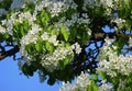 Spring background. Beautiful branch pear tree blossoms against a blue background