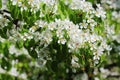 Spring background. Beautiful branch pear tree blossoms against a blue background