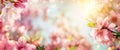 Spring background with beautiful cherry blossoms
