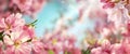 Spring background with beautiful cherry blossoms Royalty Free Stock Photo