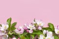 Spring background. Beautiful delicate fresh spring branches with flowers, buds green leaves of apple tree on pink background flat Royalty Free Stock Photo