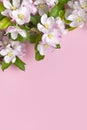 Spring background. Beautiful delicate fresh spring branches with flowers, buds green leaves of apple tree on pink background flat Royalty Free Stock Photo