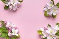 Spring background. Beautiful delicate fresh spring branches with flowers, buds green leaves of apple tree on pink background flat Royalty Free Stock Photo