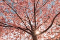 Wonderful spring scenery cherry blossom Sakura flower with blue sky, inspire of springtime, colorful blooming trees blue sky Royalty Free Stock Photo