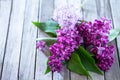 Spring background. Beautiful fresh lilac violet flowers Royalty Free Stock Photo