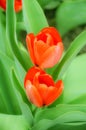 Beautiful red tulips in the spring time Royalty Free Stock Photo
