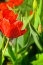 Beautiful red tulips in the spring time. Red tulips. Blossom, plant Royalty Free Stock Photo