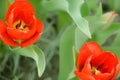 Close-up of red tulips in the garden in spring Royalty Free Stock Photo