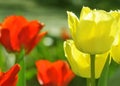 Tulips. Spring background with beautiful red and yellow tulips Royalty Free Stock Photo