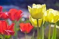 Tulips. Spring background with beautiful red and yellow tulips. Multicolored background Royalty Free Stock Photo