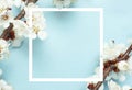 Spring background with beautiful white flowering branches and white frame. Nature Pastel blue background, bloom delicate flowers. Royalty Free Stock Photo