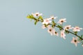 Spring background with beautiful white flowering branches. Nature Pastel blue background, bloom delicate flowers. Springtime Royalty Free Stock Photo