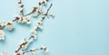 Spring background with beautiful white flowering branches. Nature Pastel blue background, bloom delicate flowers. Springtime Royalty Free Stock Photo
