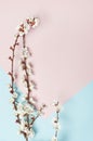 Spring background with beautiful white flowering branches. Nature Pastel pink blue background, bloom delicate flowers. Springtime Royalty Free Stock Photo