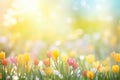 Spring background with beautiful yellow and red tulips flowers on blurred summer background Royalty Free Stock Photo