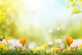 Spring background with beautiful yellow and red tulips flowers on blurred summer background Royalty Free Stock Photo