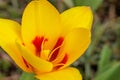 Spring background with beautiful yellow tulip in nature Royalty Free Stock Photo